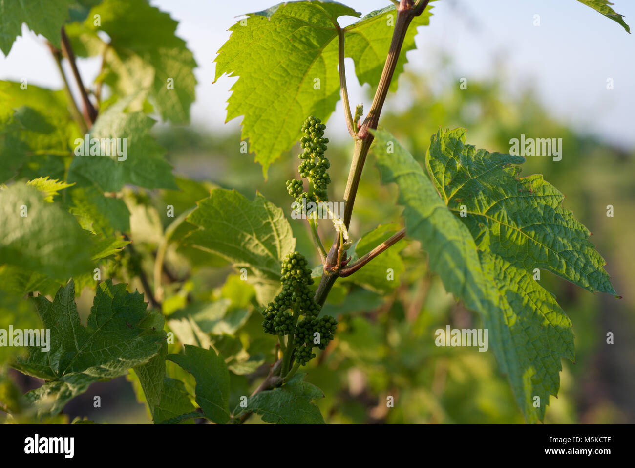 Bloom grape hires stock photography and images Alamy