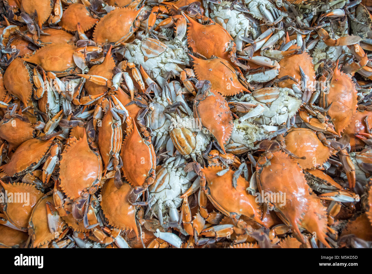 A bushel of freshly steamed Chesapeake Blue Crabs, Cambridge, Maryland. Stock Photo
