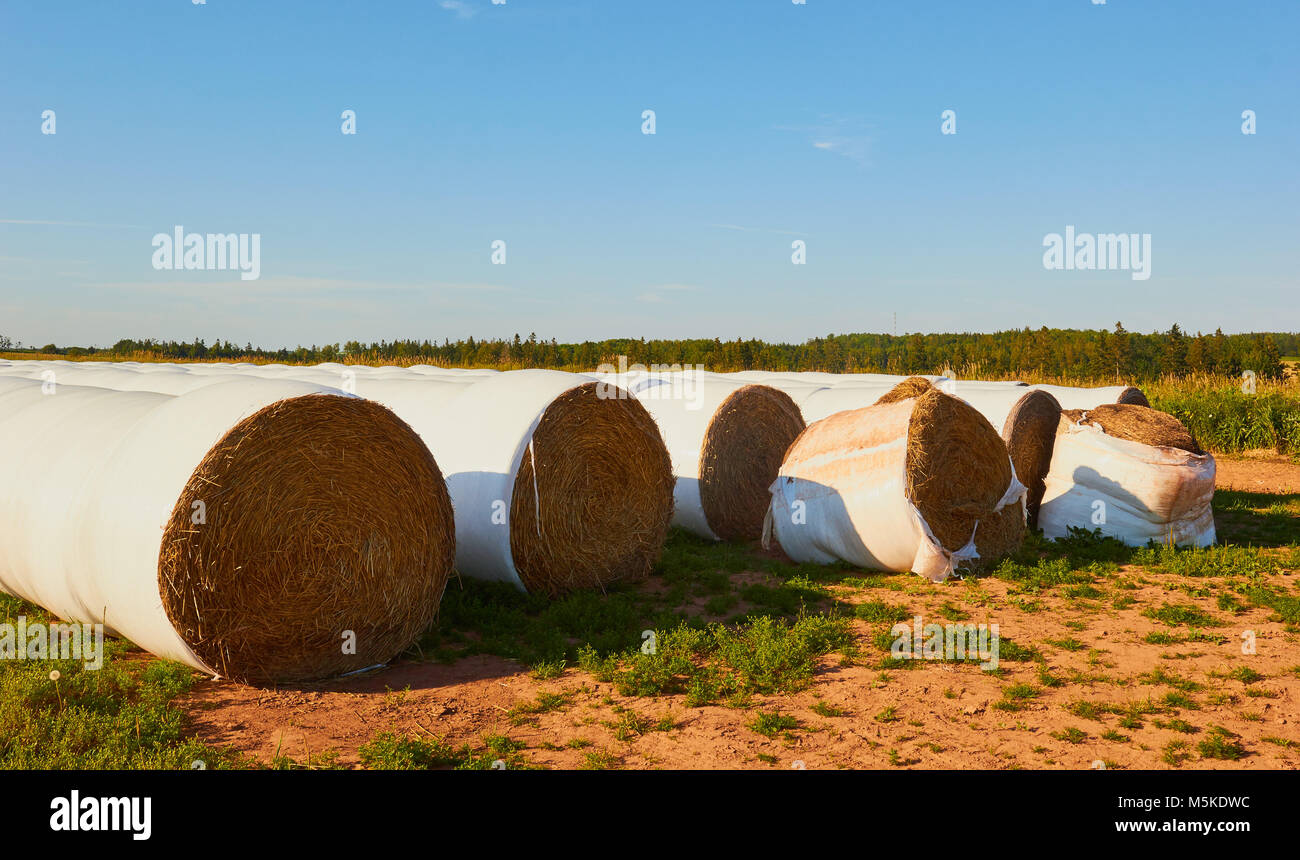 Bales of hay wrapped in plastic protection, Prince Edward Island (PEI), Canada Stock Photo