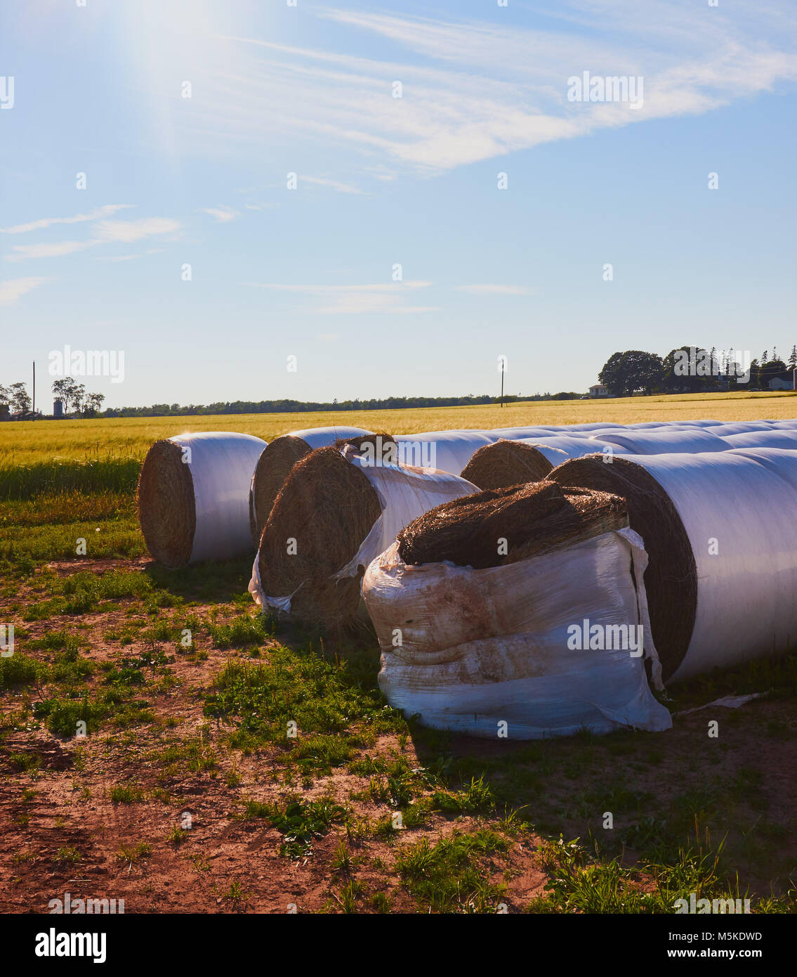 Bales of hay wrapped in plastic protection, Prince Edward Island (PEI), Canada Stock Photo