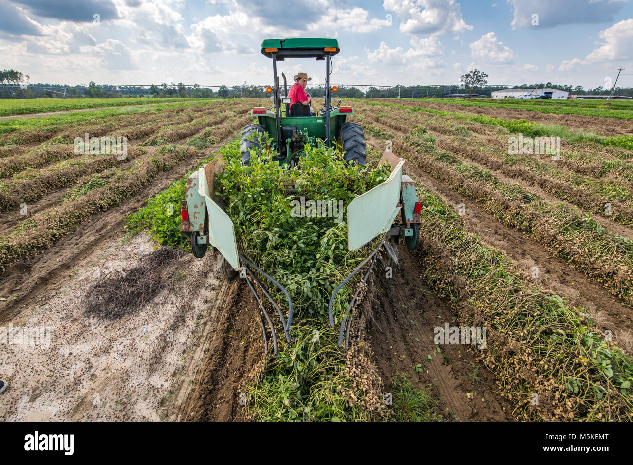Rear view of adult male operating peanut digger pulling up row of peanut plants to dry in sun, Tifton, Georgia. Stock Photo