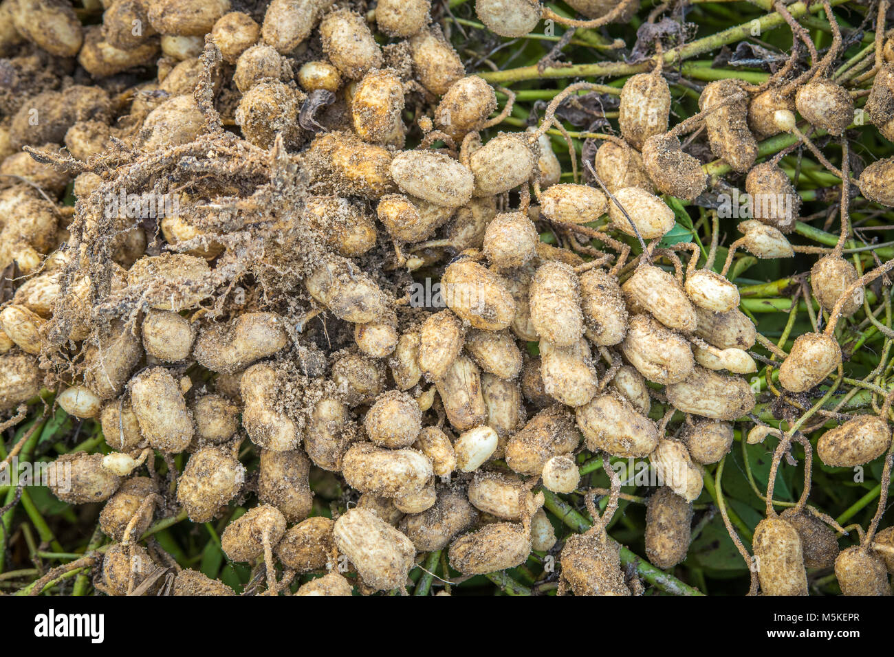 peanut farm hires stock photography and images Alamy