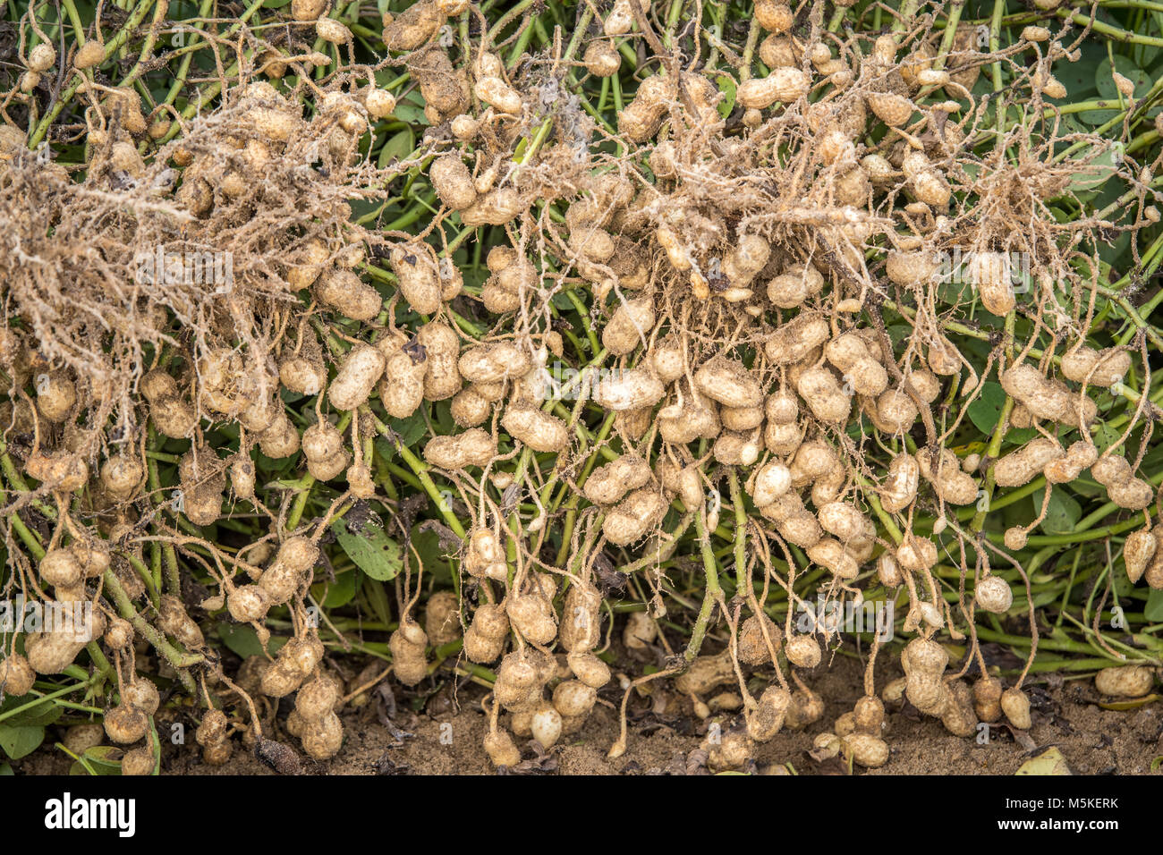 peanut plant hi-res stock photography and images - alamy