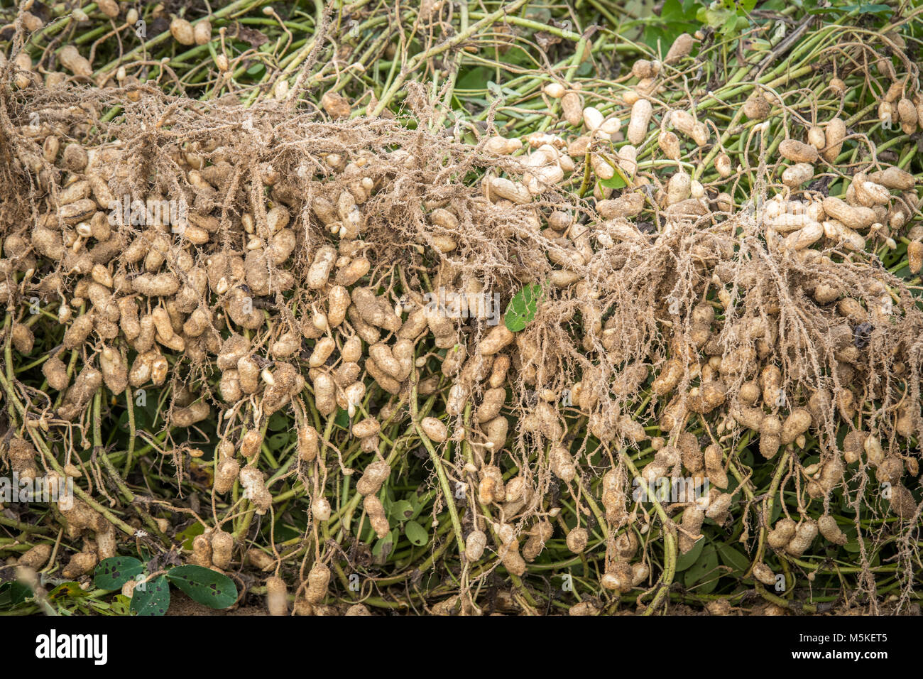 peanut farm hires stock photography and images Alamy