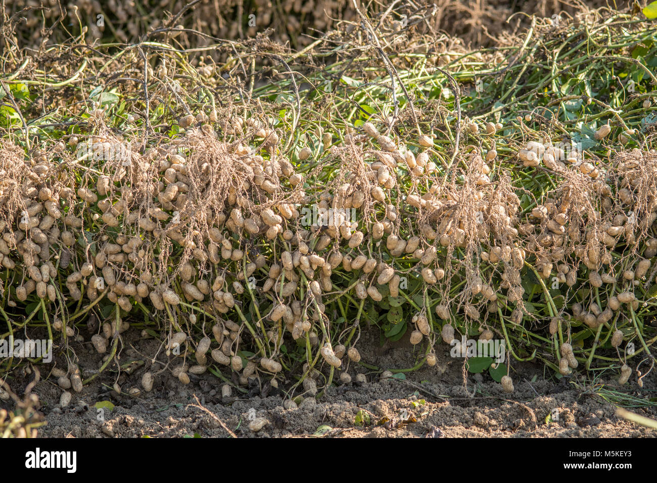 peanut farm hires stock photography and images Alamy