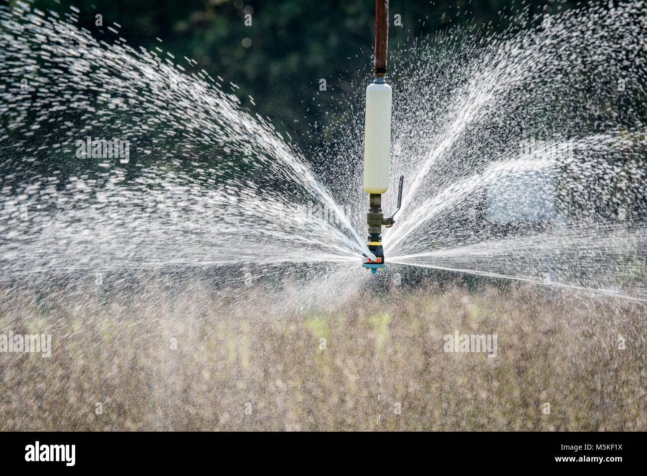 Water spraying out of sprinkler head of irrigation system as it waters
