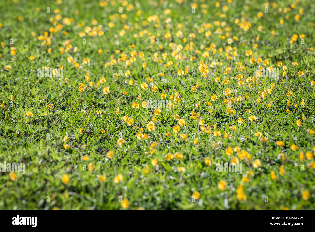 Field of yellow flowers from perennial peanut plant being used as a