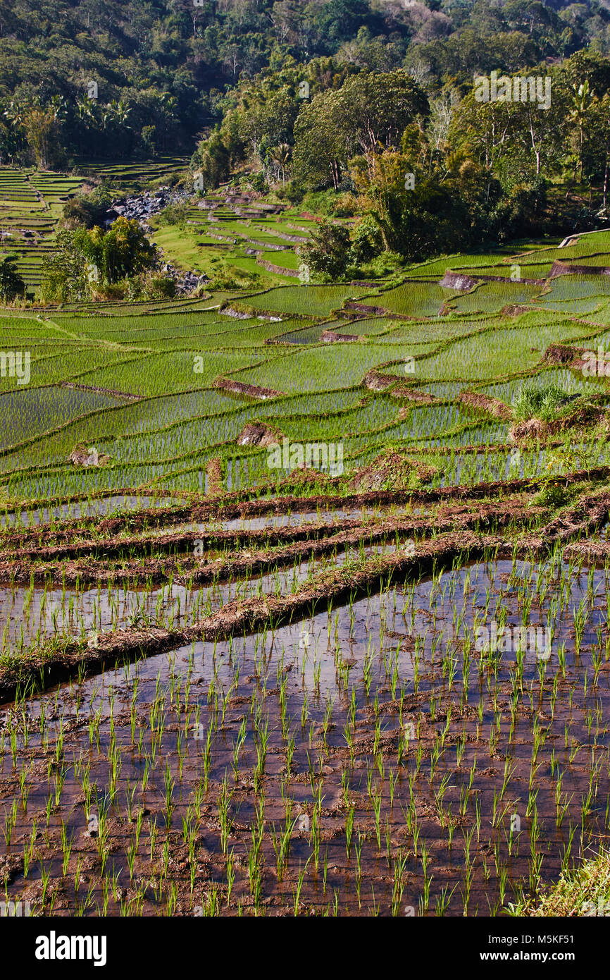 Rice padi fields at Bali, Indonesia. Stock Photo