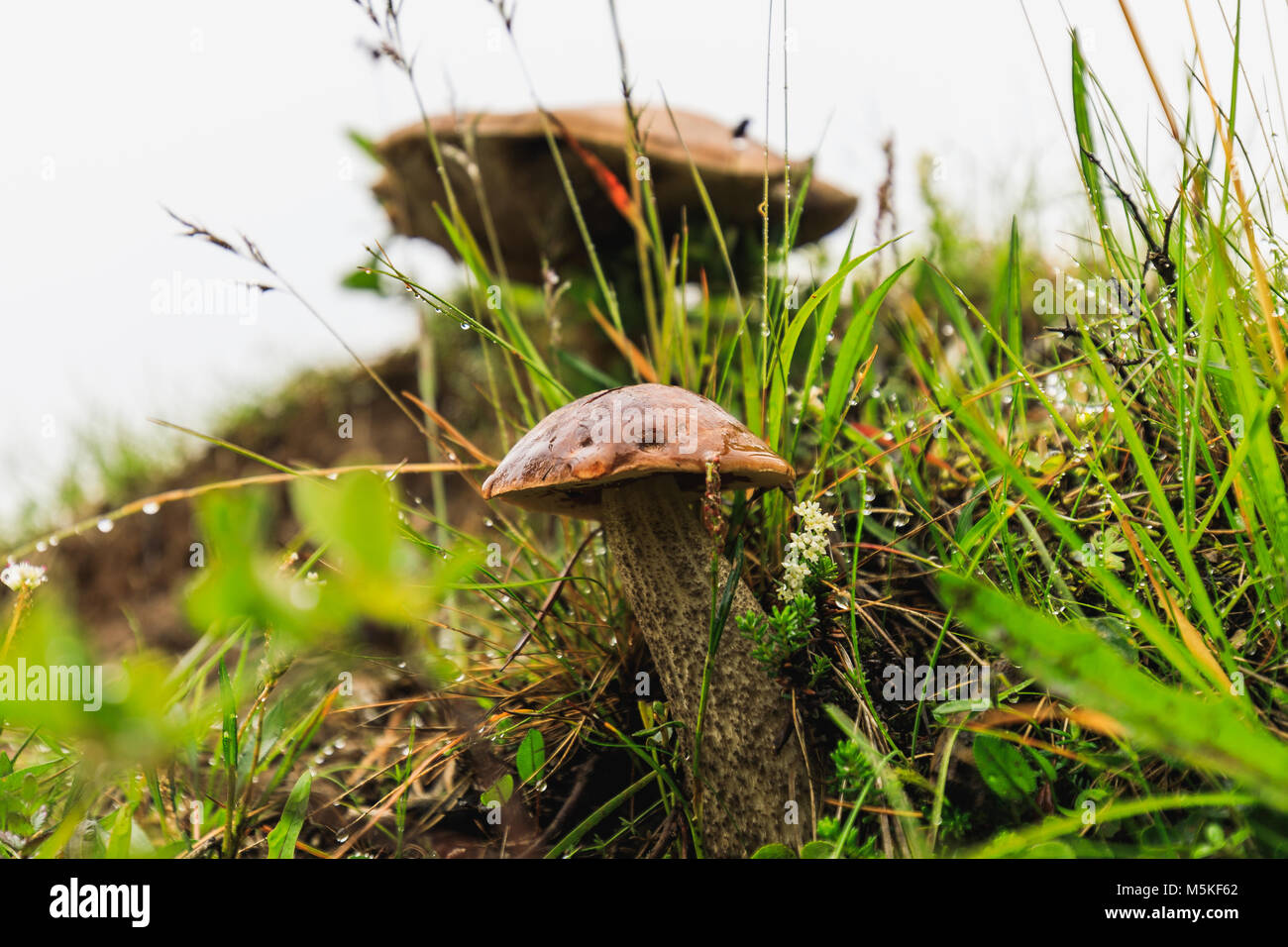 Green grass cube isolated on hi-res stock photography and images - Alamy