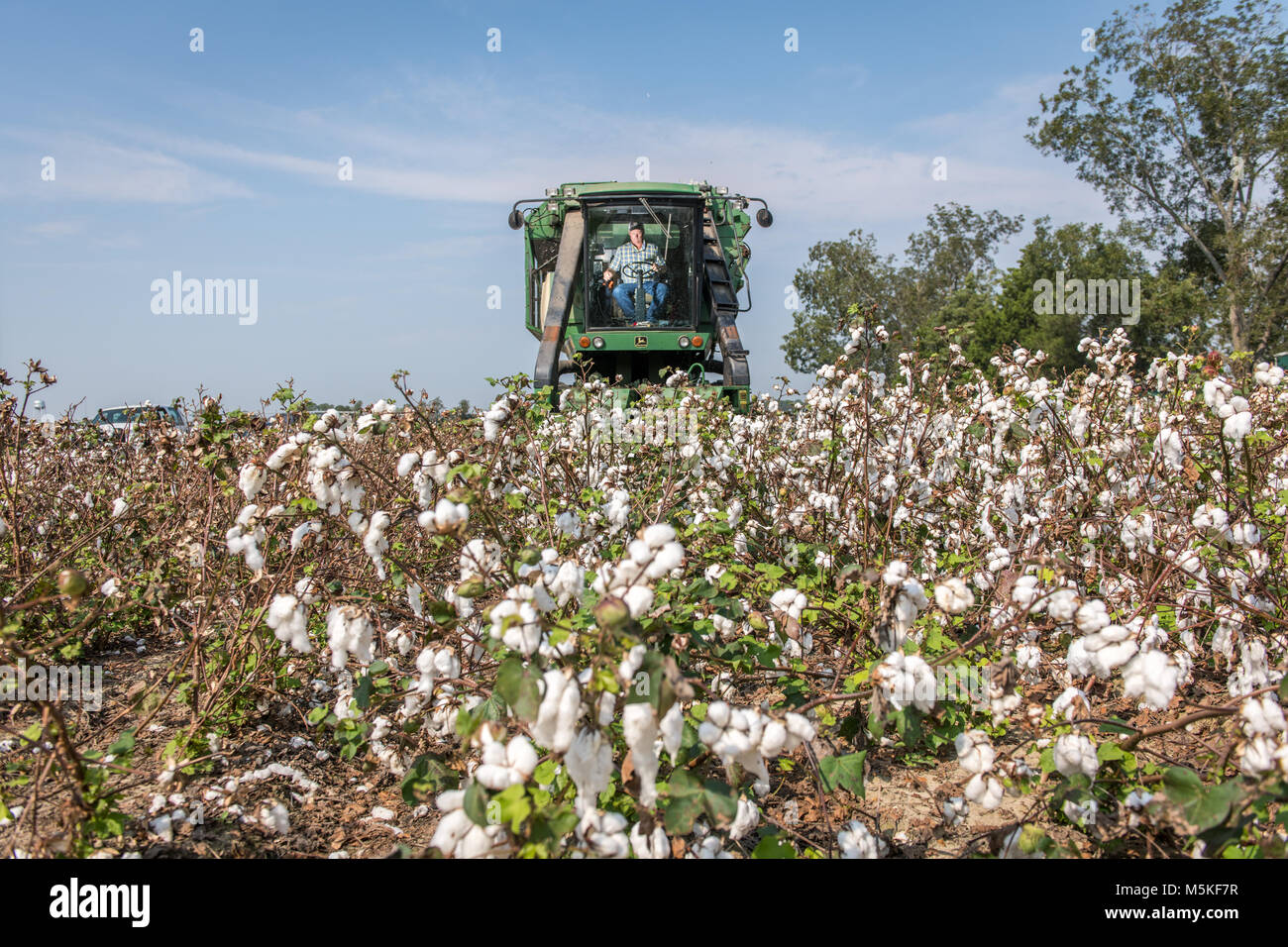 Man operating cotton picker machine as he drives it through cotton