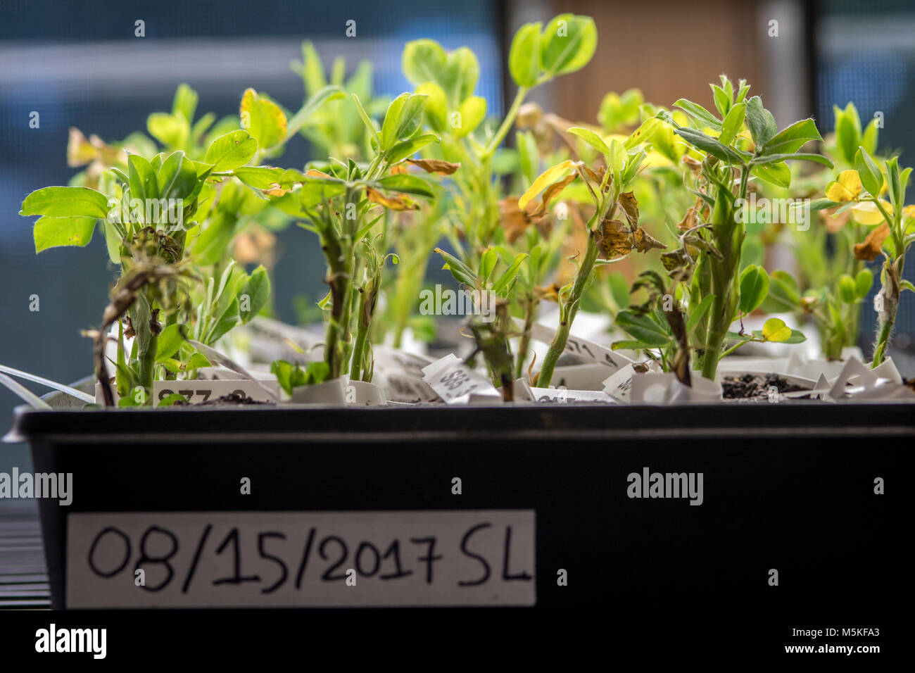 Samples of peanut plants being used for scientific experiments, Tifton, Georgia. Stock Photo