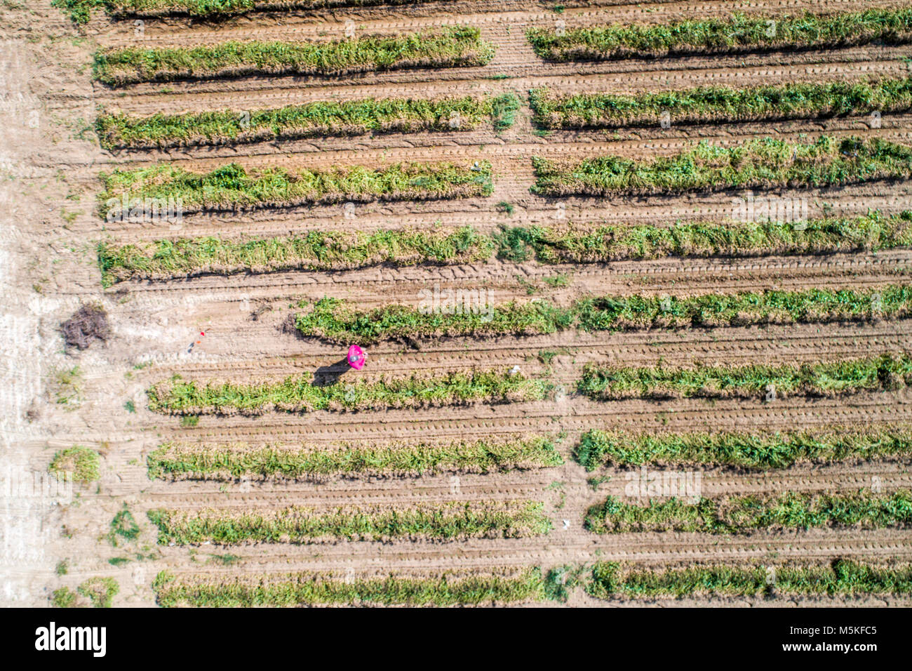 Looking down at male farmer walking through rows of peanut crops, Tifton, Georgia. Stock Photo