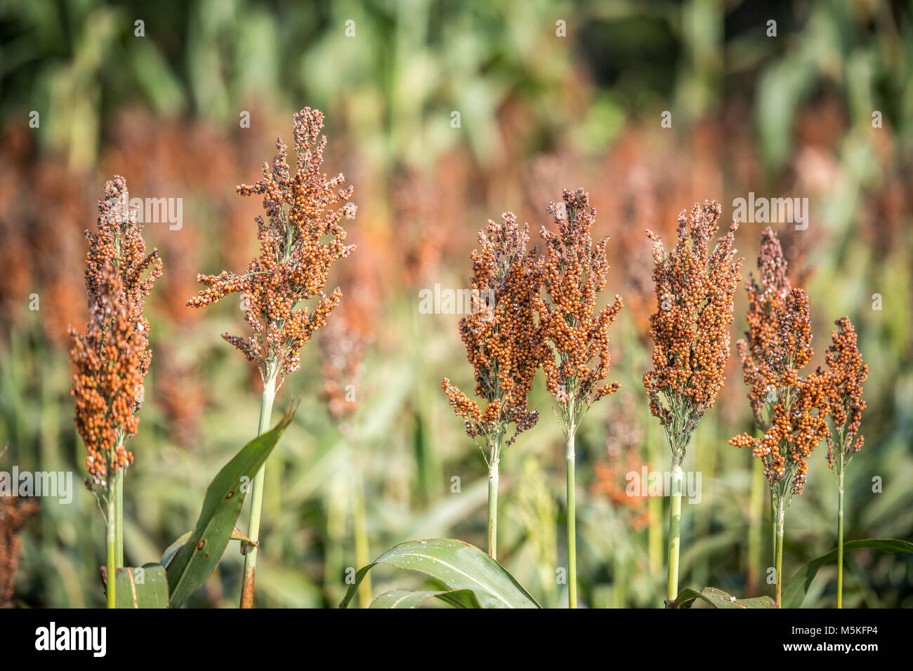 fodder crop hires stock photography and images Alamy