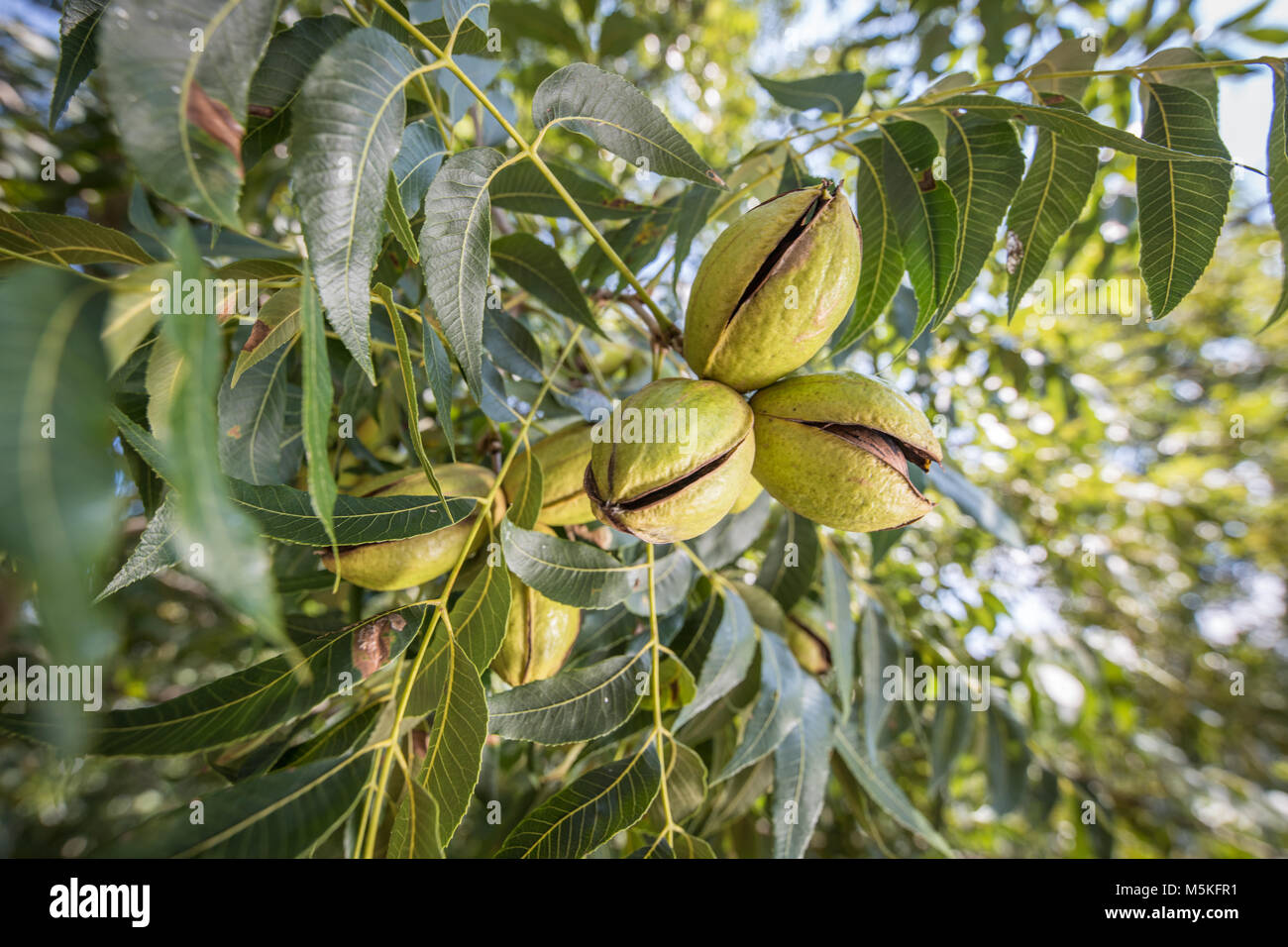 Pecan tree hires stock photography and images Alamy