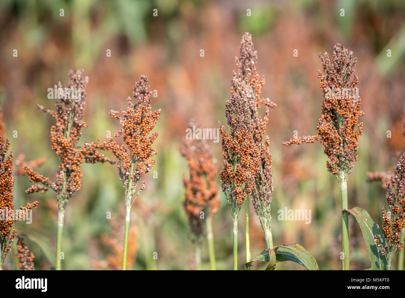 fodder crop hires stock photography and images Alamy