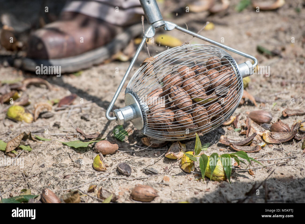 Using weasel nut gatherer to pick up pecans off of the ground, Tifton