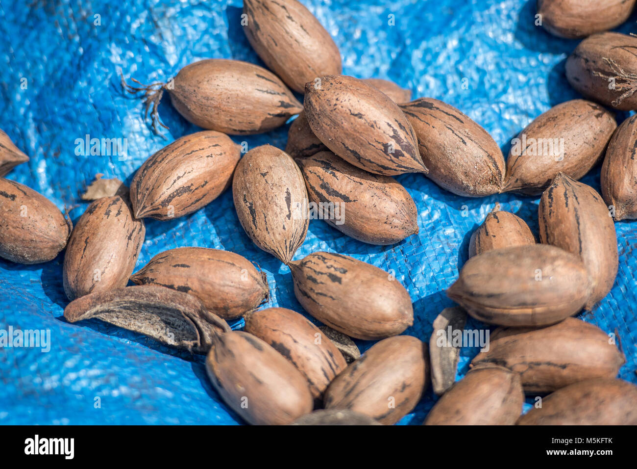 Pile of pecans on blue tarp after being harvested, Tifton,