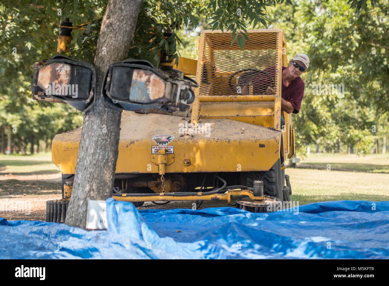 Man operating tree shaker to clear pecans off of tree, Tifton, Stock Photo Alamy