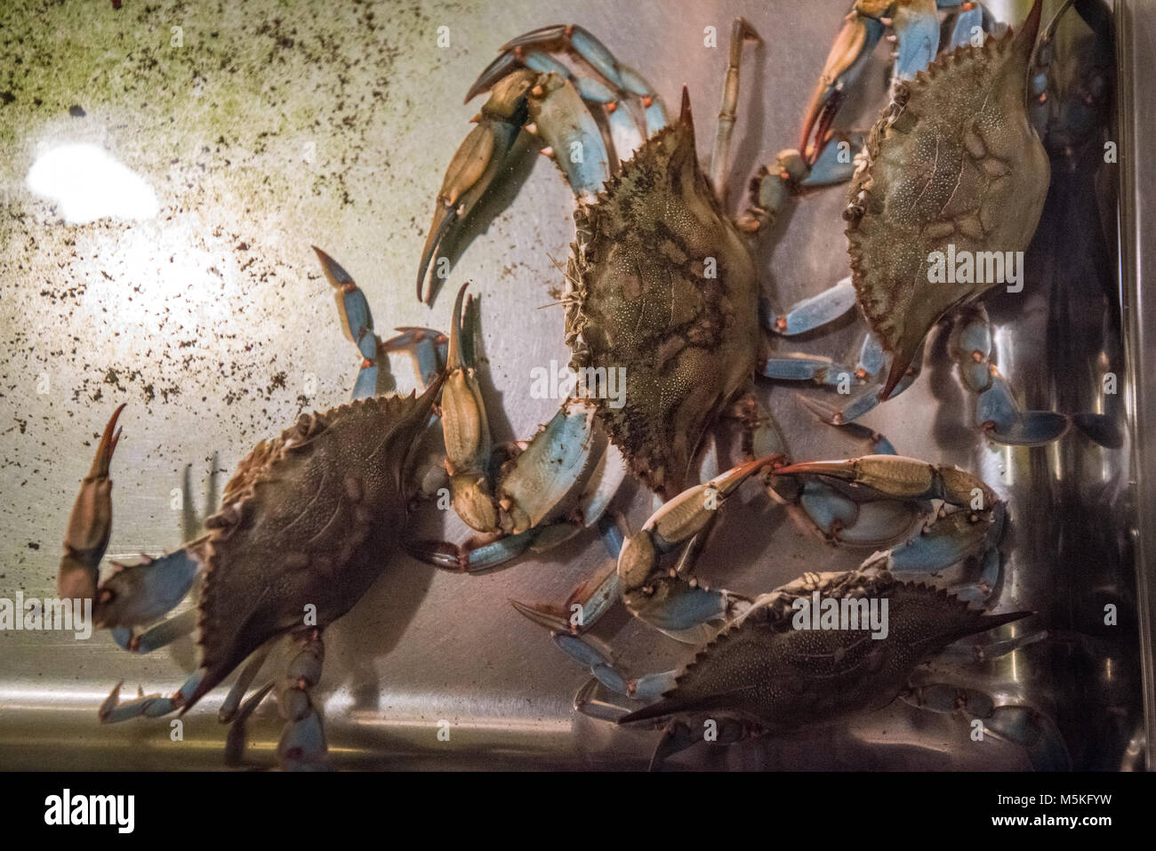 Multiple Chesapeake blue crabs crawling along in metal tray full of water, Dundalk, Maryland. Stock Photo