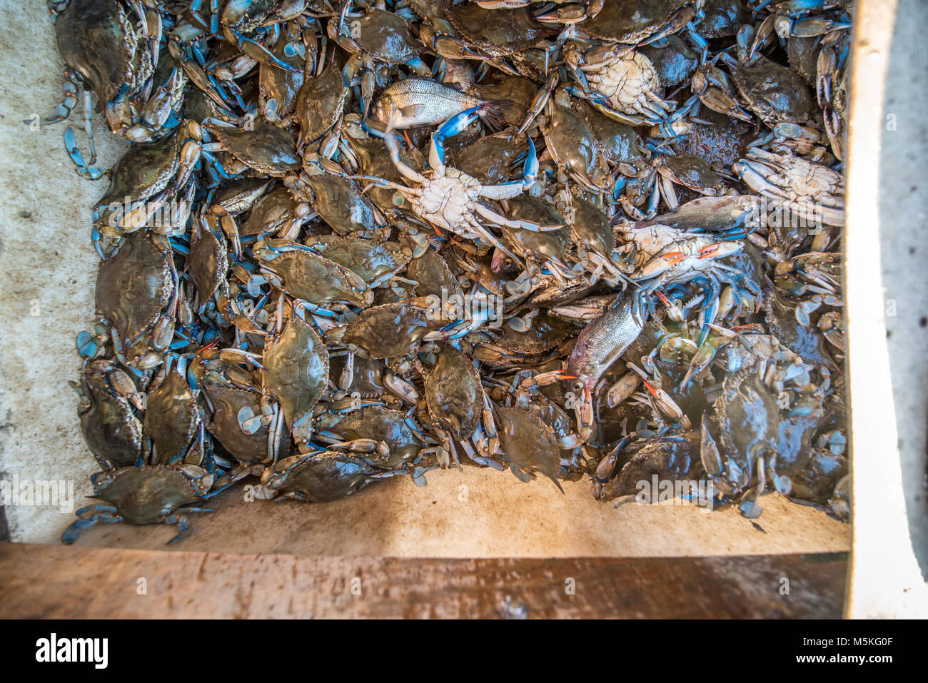 Bucket full of freshly caught Chesapeake blue crab, Dundalk, Maryland. Stock Photo