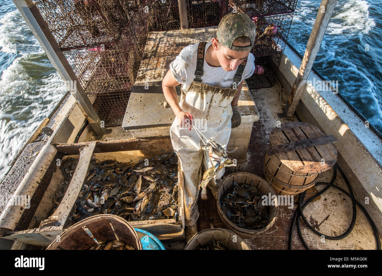 Young waterman uses thongs to examine freshly caught Chesapeake blue crab while standing on boat in the Chesapeake Bay, Dundalk, Maryland. Stock Photo