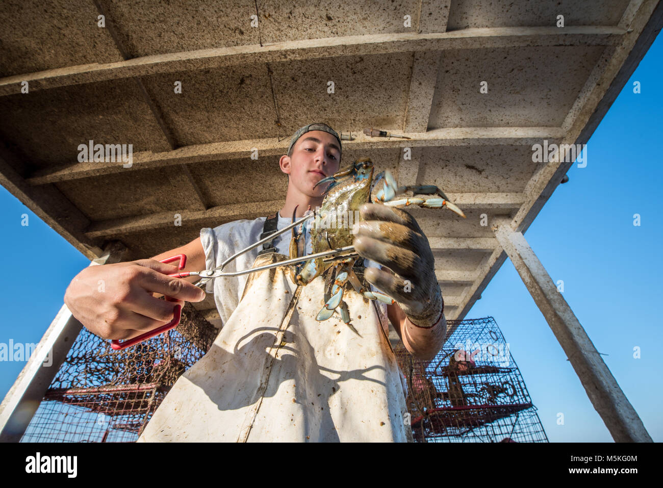 Low angle view of young waterman using tongs to handle Chesapeake blue crab, Dundalk, Maryland. Stock Photo