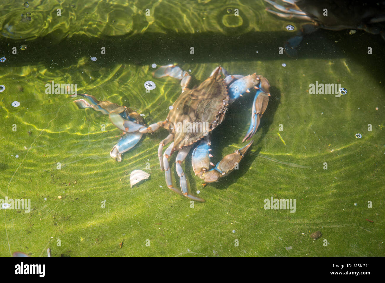 Chesapeake blue crab crawling along sand underwater,  Dundalk, Maryland. Stock Photo