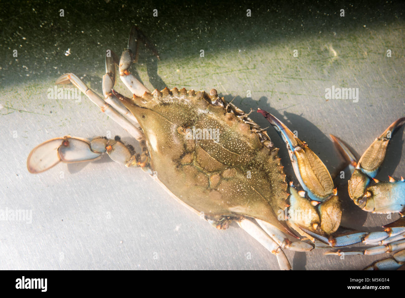 Up close look of Chesapeake blue crab, Dundalk, Maryland. Stock Photo