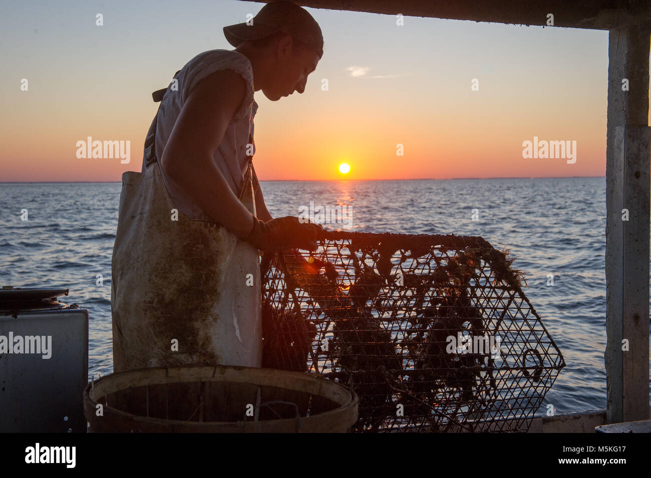 Young waterman pulls in crab trap as the sun rises behind him, Dundalk, Maryland. Stock Photo