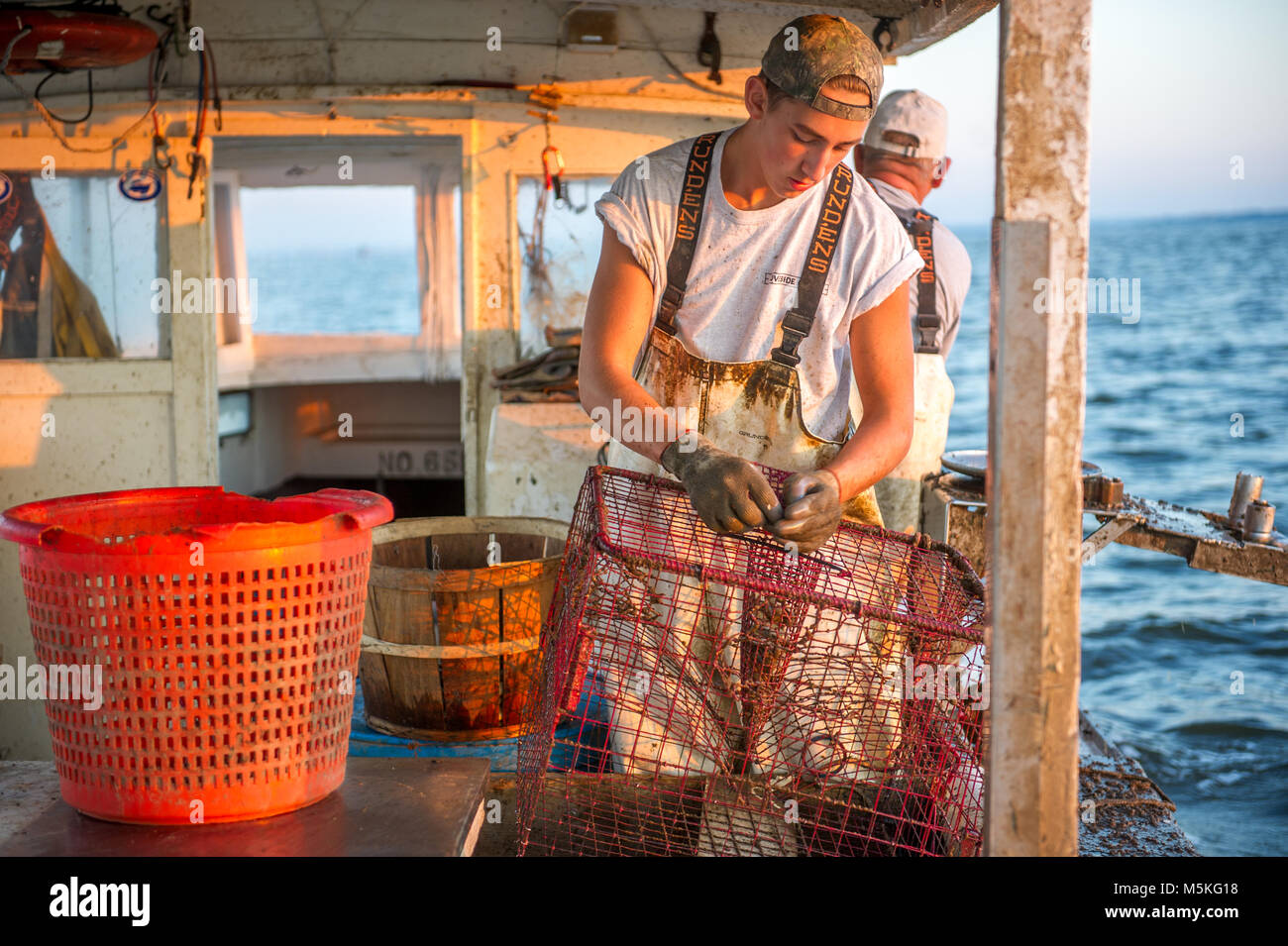 Young waterman checks crab trap on boat in the Chesapeake Bay, Dundalk, Maryland. Stock Photo