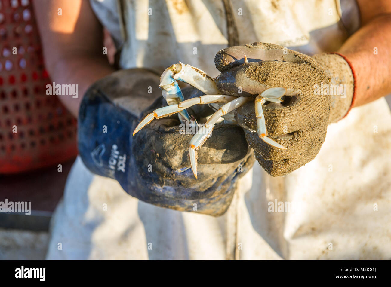 Waterman wearing work gloves handles Chesapeake blue crab, Dundalk, Maryland. Stock Photo