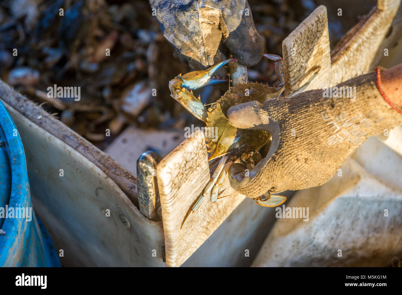 Waterman wearing work gloves uses notches on side of box to measure the size of Chesapeake blue crab, Dundalk, Maryland. Stock Photo