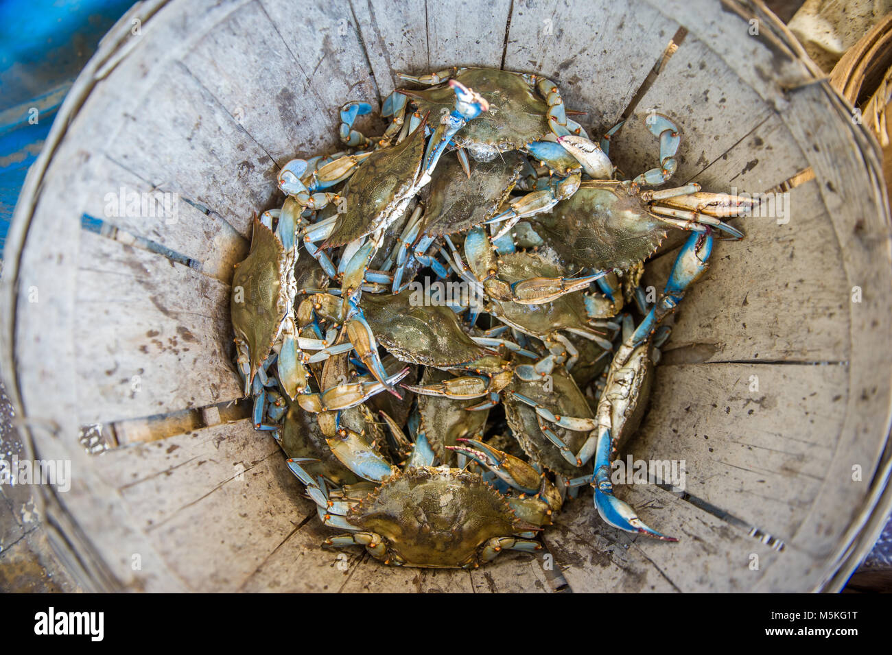 Bushel of freshly caught Chesapeake blue crabs in basket, Dundalk, Maryland. Stock Photo