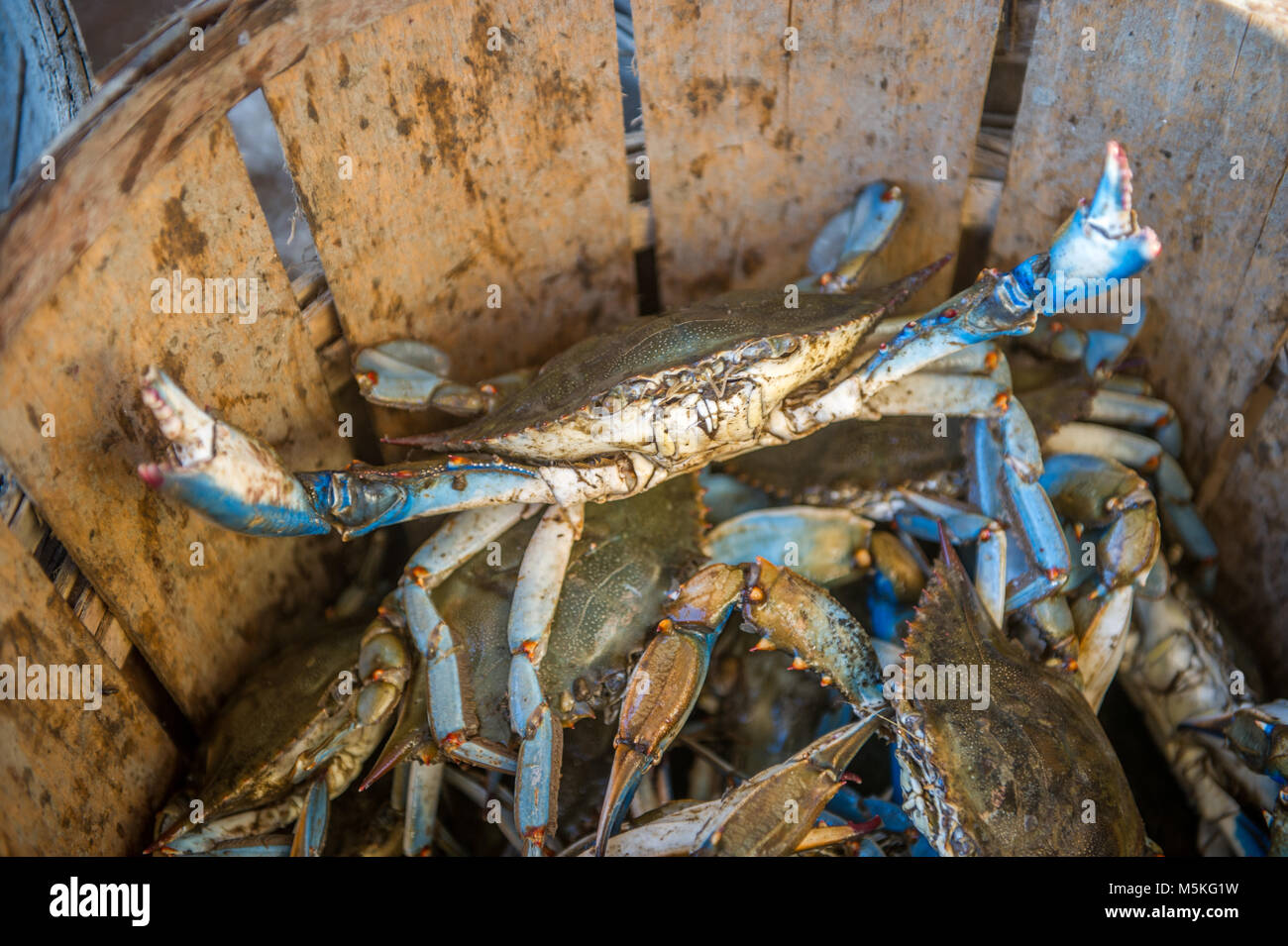 Chesapeake blue crab lifts up its claws standing in basket, Dundalk, Maryland. Stock Photo