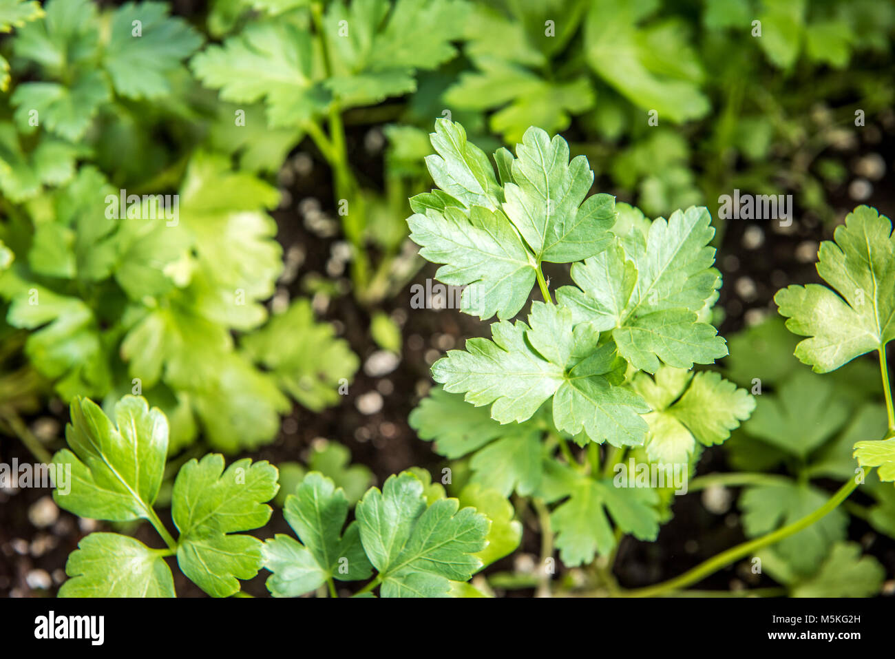Close-up of parsley leaf  Crellin, Maryland. Stock Photo