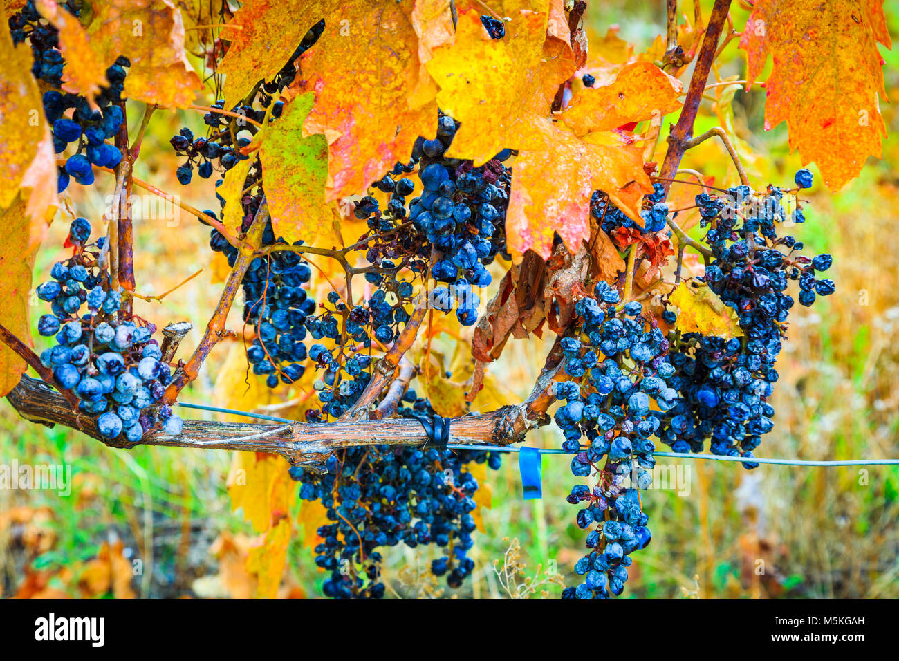 Vines and grapes in autumn Stock Photo Alamy