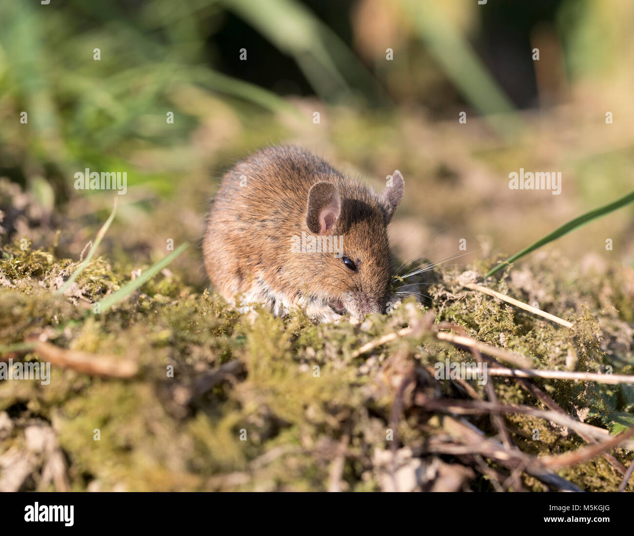 Wood mouse (Apodemus sylvaticus) in a garden,winter,2018, UK Stock Photo