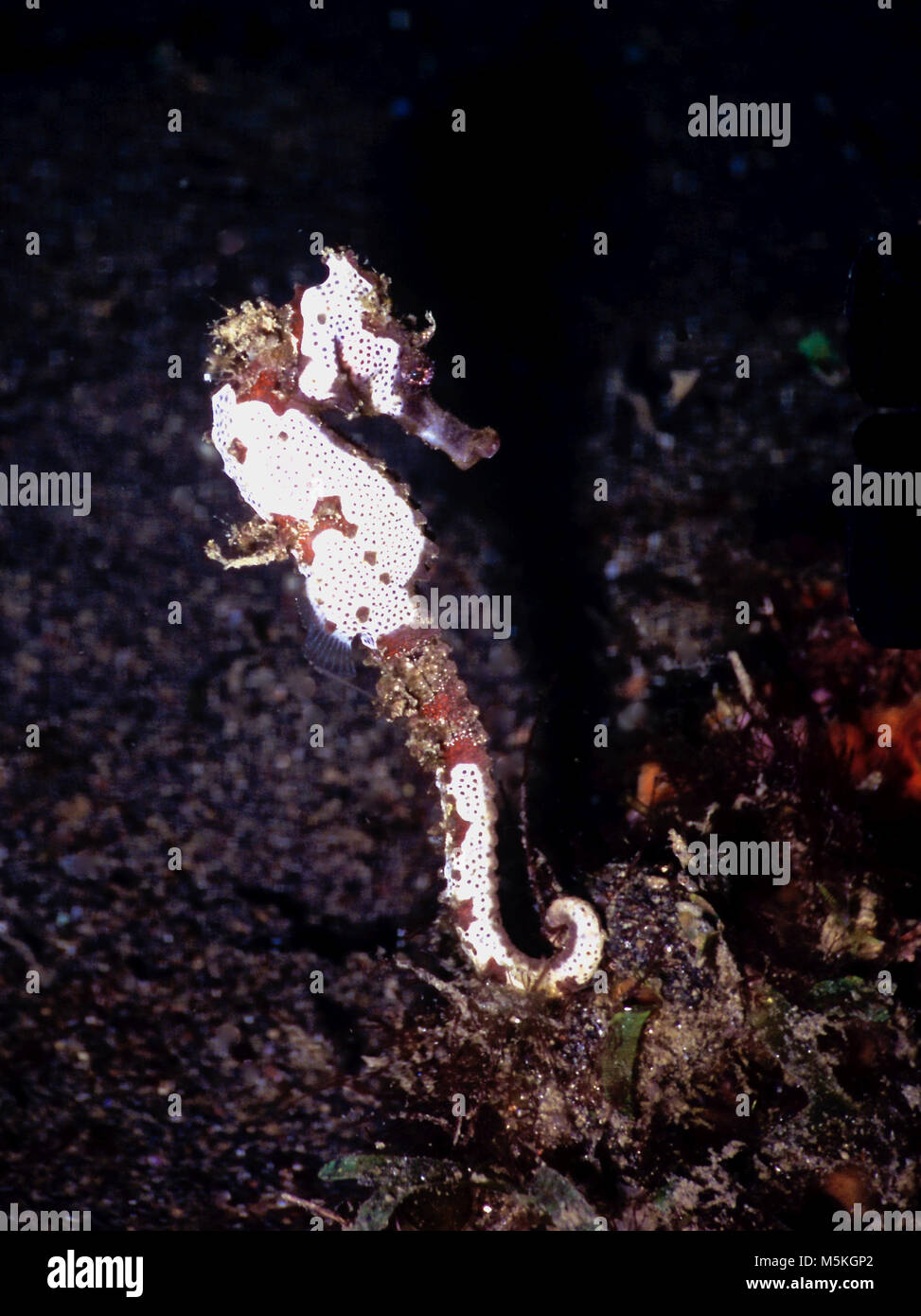 This is a picture of a thorny seahorse (Hippocampus histrix: 10 cms.). The IUCN Red List indicates that it is vulnerable. It is found in the Indo-West Pacific, usually near sponges and soft corals. In common with other seahorse species, it is threatened because of over-fishing (it becomes trawl bycatch), pollution and coastal development. For protection, the bodies of all seahorses are covered with bony plates. In this instance, many of these plates are overlaid with an encrustation of white bryozoans, which helps to camouflage the animal. Photographed in northern Sulawesi waters, Indonesia. Stock Photo
