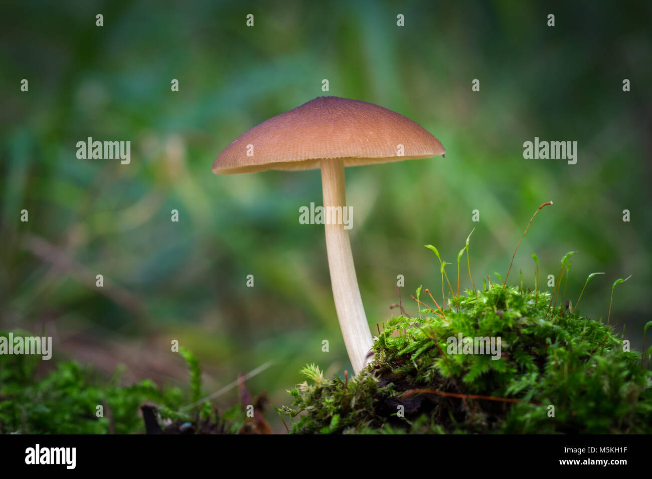 Beautiful mushroom in a moss Stock Photo