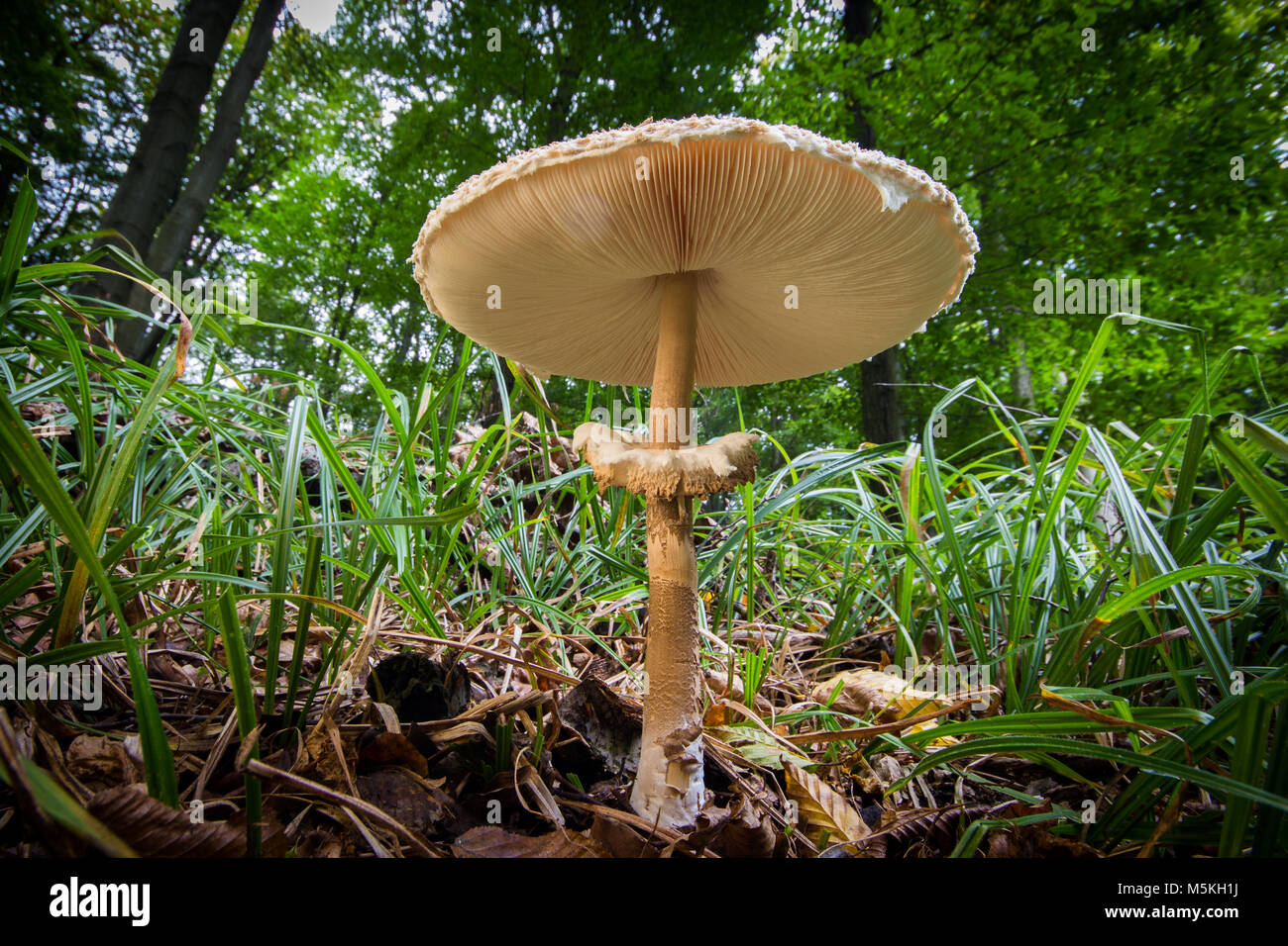 Large parasol mushroom edible funghi organic food Stock Photo Alamy