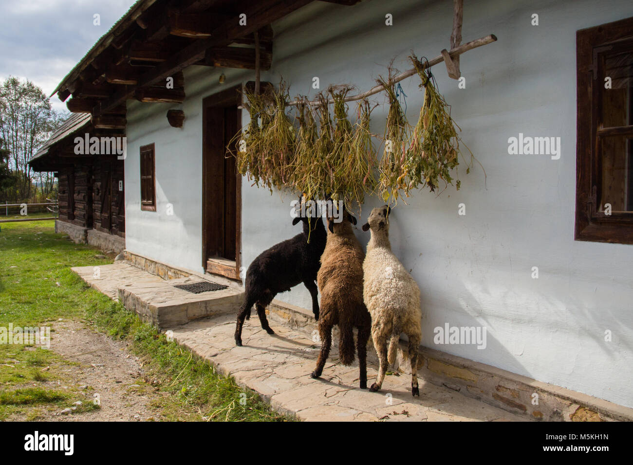 Sheep livestock feeding in a traditional Slovakian village Stock Photo
