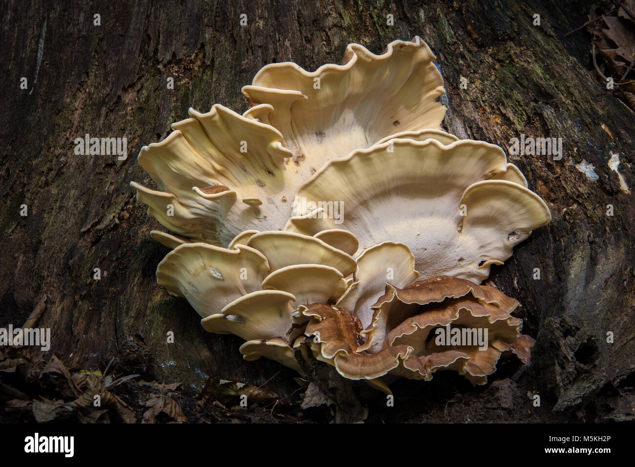 Wild Tree Mushroom Funghi Cluster Stock Photo