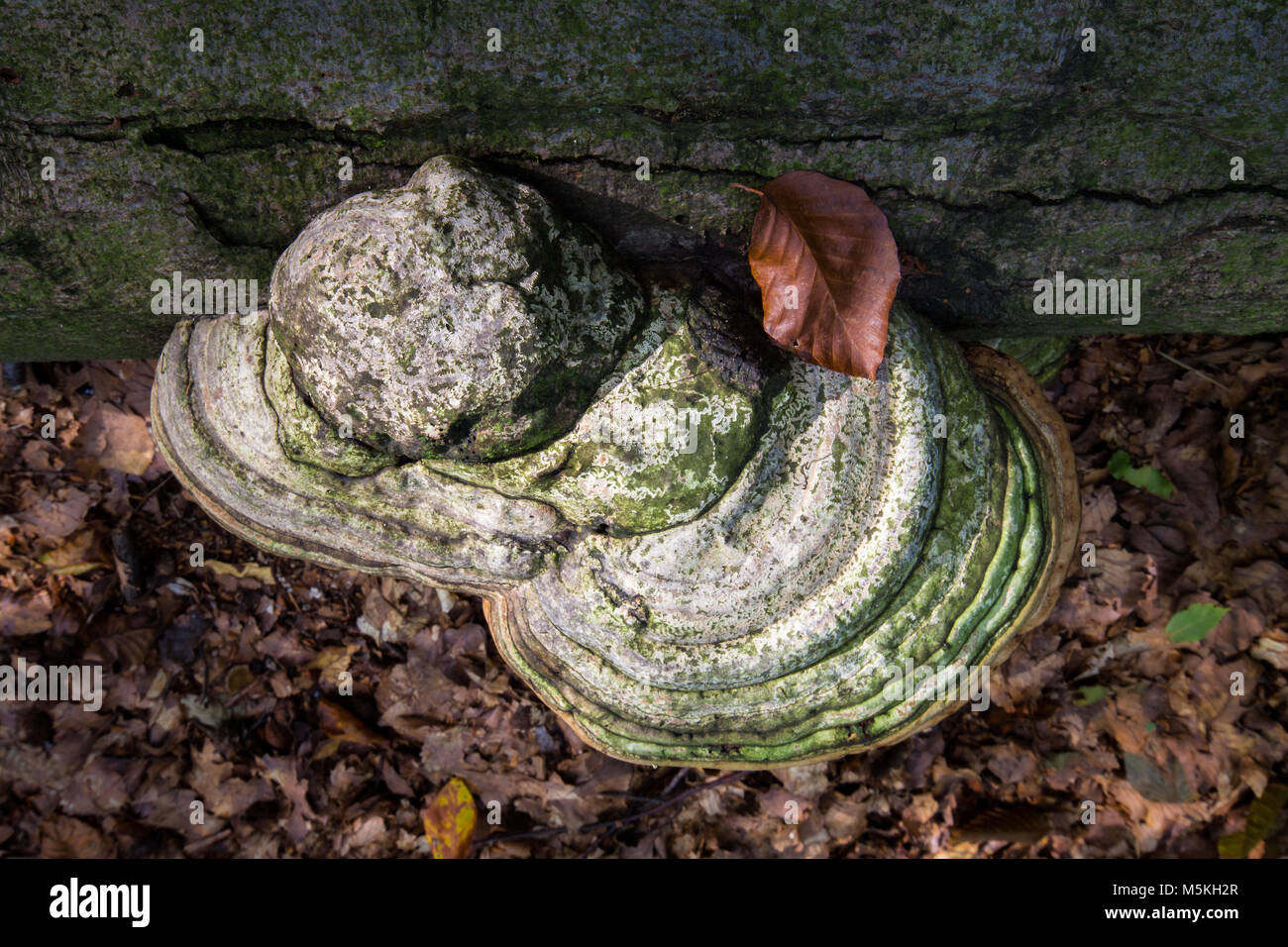 Wild Tree Mushroom Funghi Cluster Stock Photo