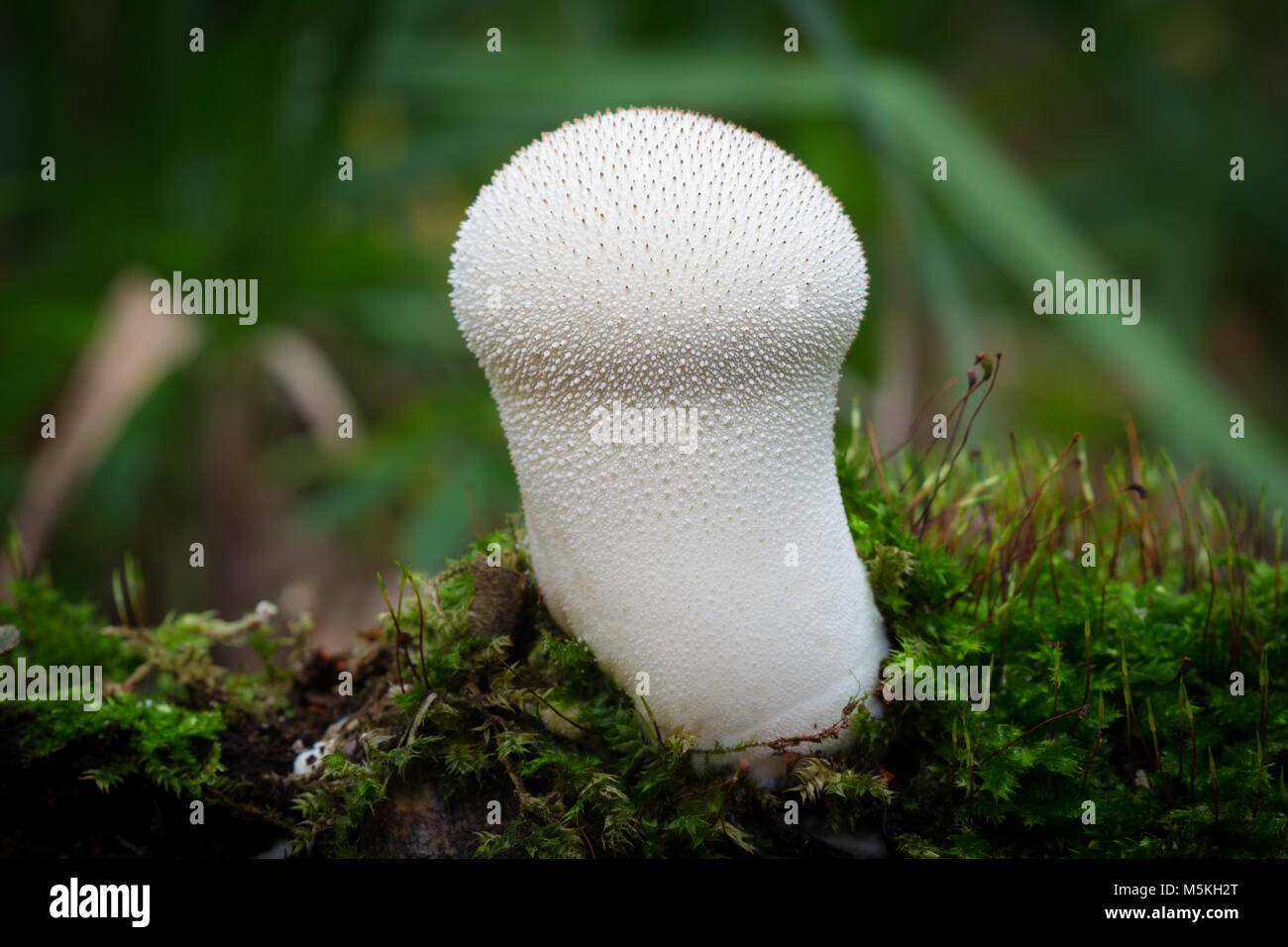 Young Puffball mushroom funghi Stock Photo