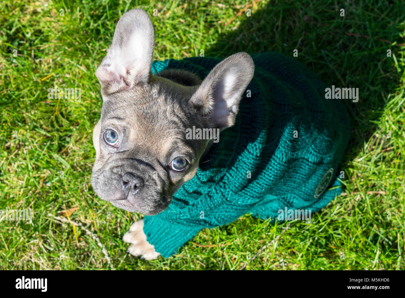 French Bulldog Pup wearing a jumper - taken in the sun in the garden ( Blue - Sable ) Stock Photo