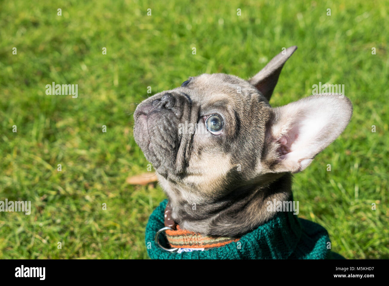 French Bulldog Pup wearing a jumper - taken in the sun in the garden ( Blue - Sable ) Stock Photo