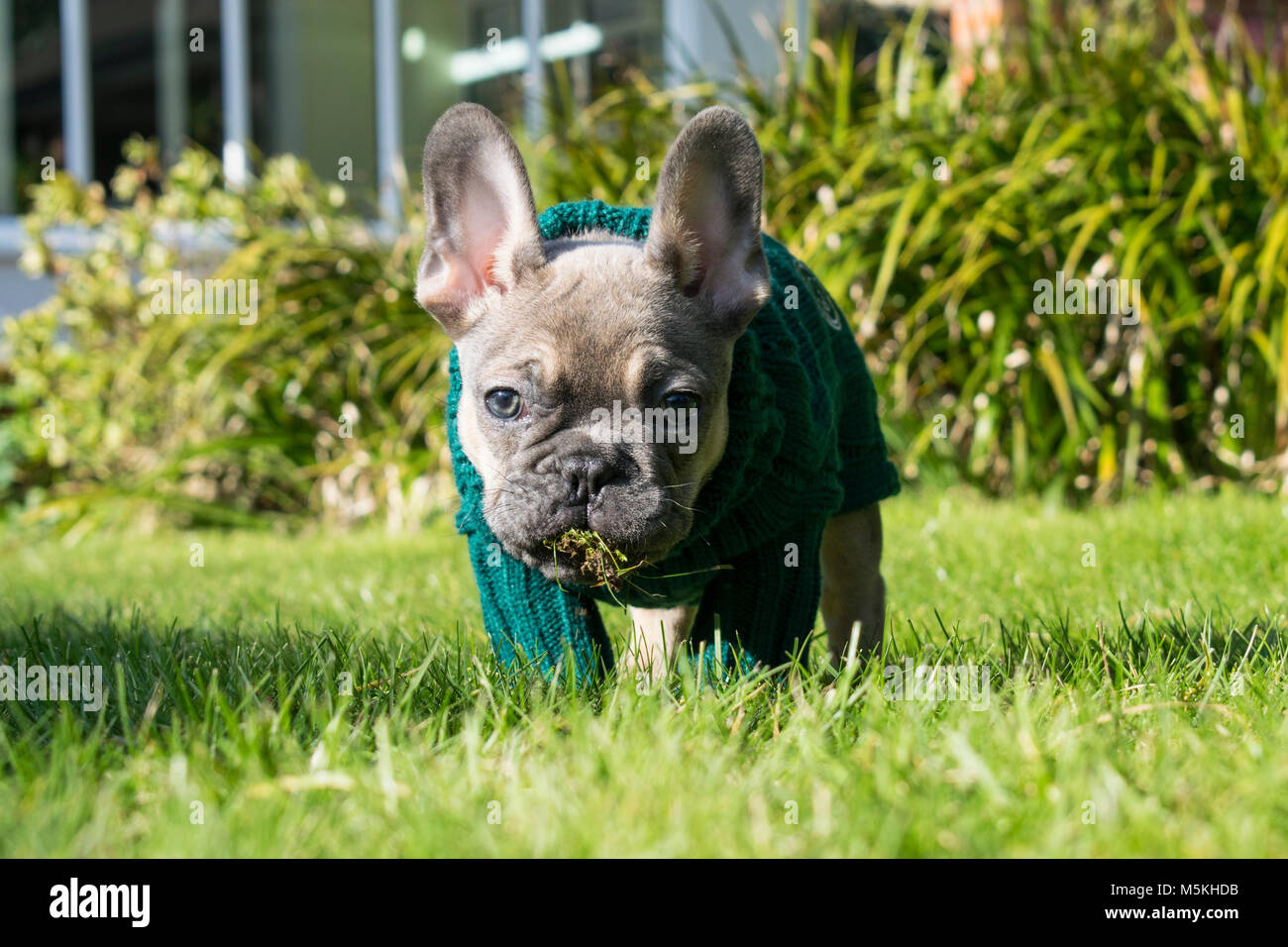 French Bulldog Pup wearing a jumper - taken in the sun in the garden ( Blue  - Sable Stock Photo - Alamy