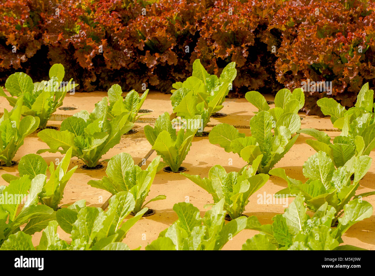 Lettuce in Aquaponics farm Stock Photo Alamy