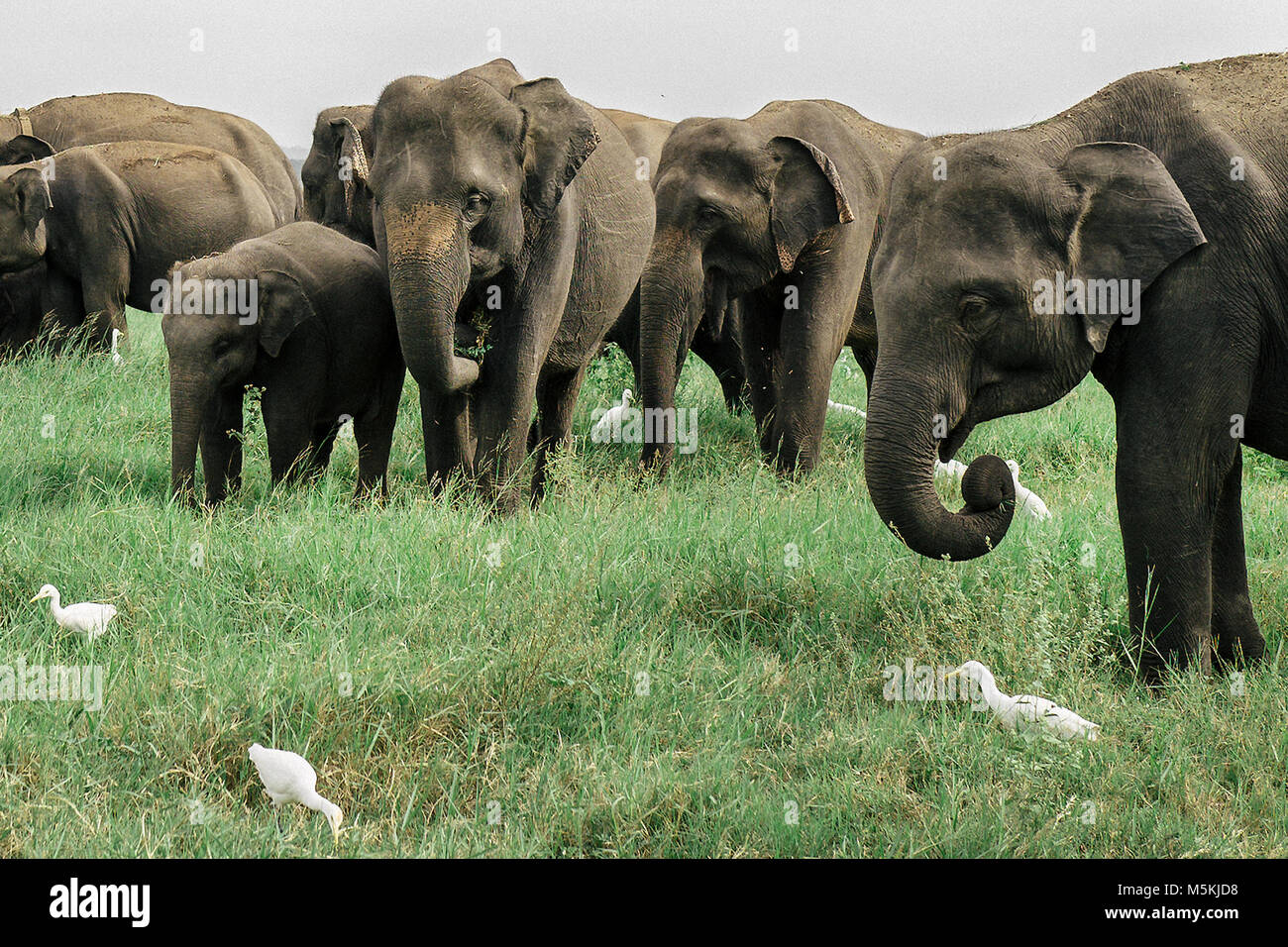 Wild elephants gather in Minneriya National Park, Sri Lanka. The park is thought to contain nearly 200 wild elephants. Stock Photo