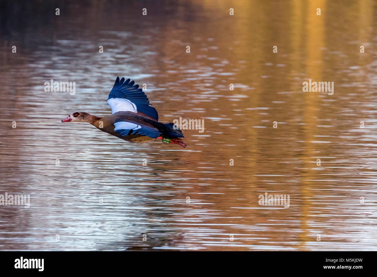 Egyptian goose in flight Stock Photo